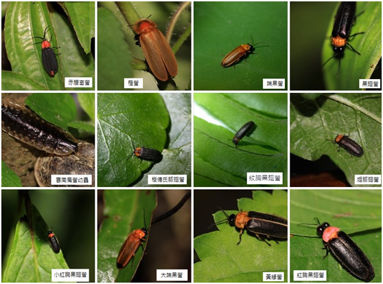 去年華山螢火蟲調查的種類。　雲林縣生態保育協會理事長吳登立/攝