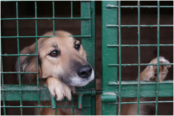  根據諾丁漢大學的調查，即便英國動保團體的志工比例近8成，2010～2011年度的總支出仍高達3.4億英磅（約166億台幣）。 取自PetsPyjamas