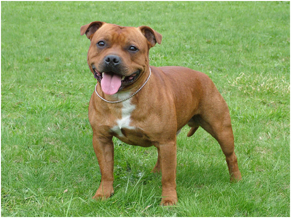 英國皇家防止虐待動物協會前首席獸醫馬克．伊文思（Mark Evans）認為，只要飼養和訓練得當，斯塔福郡鬥牛㹴是非常棒的伴侶寵物。 取自Nextranks.com