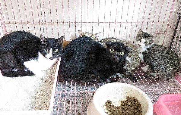 時值貓咪繁殖季節，收容所貓滿為患。蕭土塔/攝