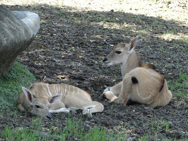 伊蘭羚羊2位千金寶寶，右邊是春姿、左邊是春天。　台北市立動物園/提供