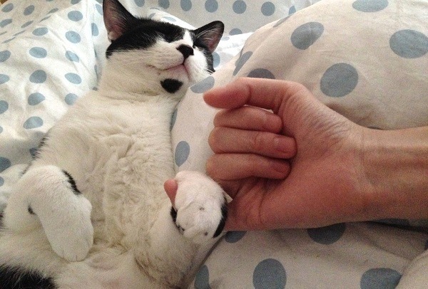 想擁有自己的毛寶貝?「寵愛毛寶貝愛心嘉年華」活動中有9隻毛孩等著你。uStory有故事/提供