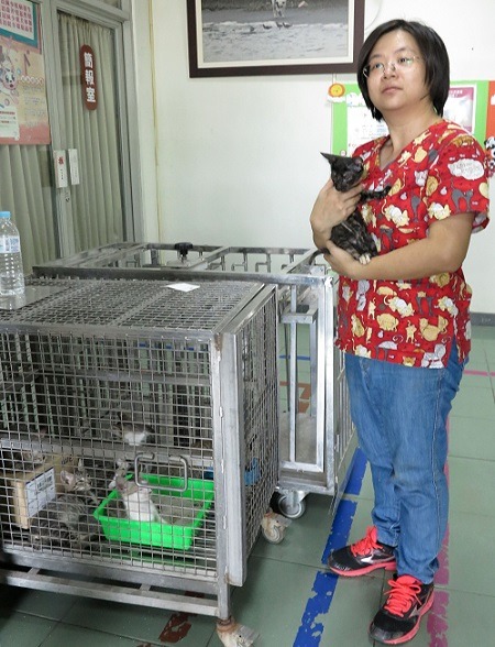 善化動物之家獸醫師張佳玲已當了多年的幼貓保母。 蕭士塔/攝