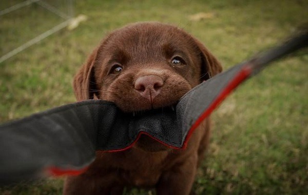 大眾對幼犬有許多錯誤認知,例如認為幼犬感覺疲倦或疼痛時,會自行停止玩耍,或者只會去操控那些牠們有能力控制的事物。 Elisa/攝