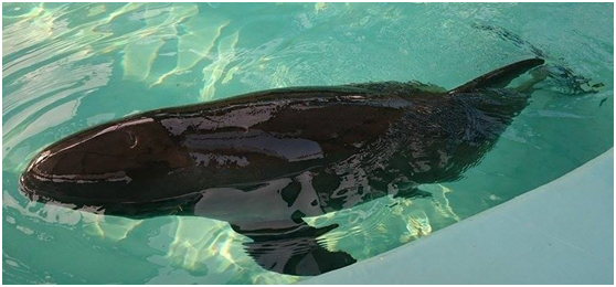 9月26日在救援池靜養的小柚子。　志工李昕育/攝