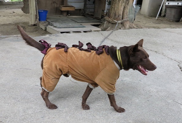 養在戶外的寵物,在寒冬中要提供適當及適量的遮蔽,甚至穿衣禦寒。 蕭士塔/攝