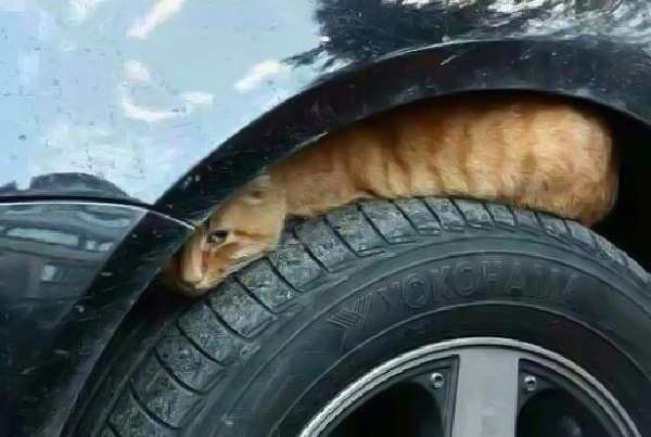 寒天裡貓咪會躲到車下或引擎室取暖,車主發動車輛前務必要小心。取自網路