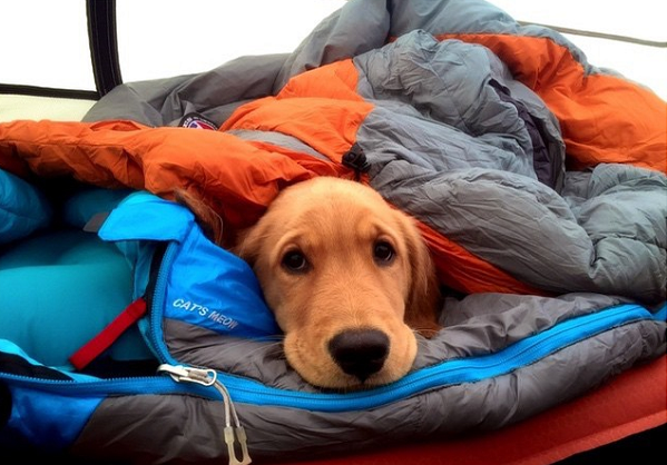 老狗、幼犬和短毛狗在寒冬中,最需要注重保暖。取自網路