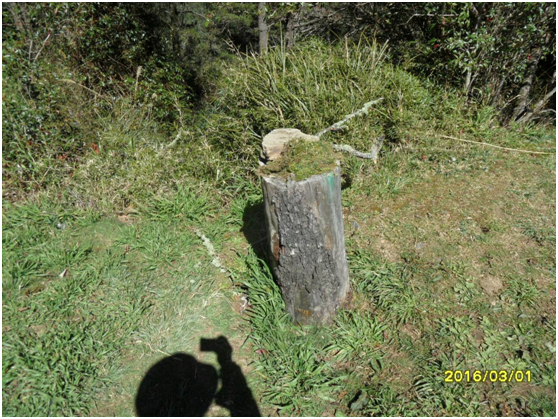 疑似攀折國家公園境內的樹枝，破壞草皮製造人工環境來拍攝鳥類。玉山分隊/提供