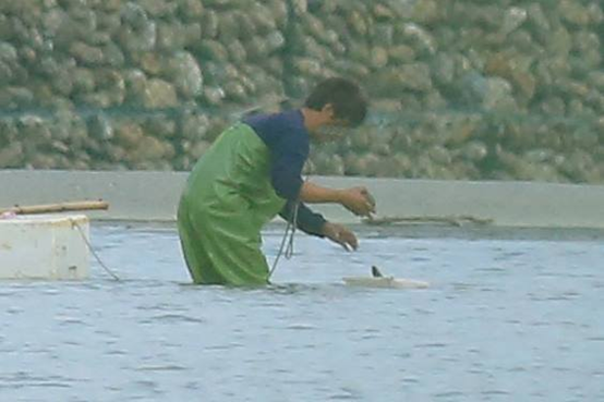 放餌者先用針筒把空氣打到預買的活魚肚子，再用魚線把魚綁住，固定在河床石頭上，方便拍攝者追焦。  李璟泓/提供