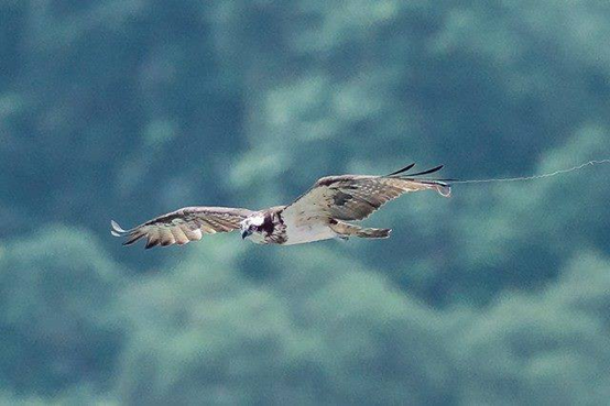 魚線勾纏魚鷹，誘拍鳥恐觸犯野保法，愛牠不要騷擾、傷害牠！　李璟泓/提供