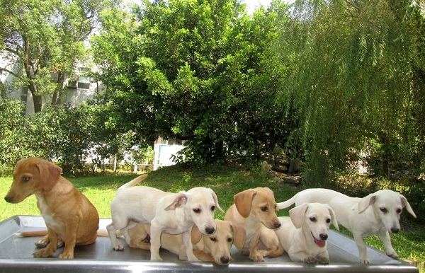 被棄養的獵腸狗家族似乎知道被認養，今天心情好多了。  蕭士塔/攝