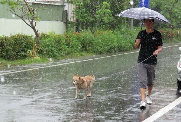 住在注射站附近的飼主，以雨中遛狗方式前往注射。蕭士塔/攝