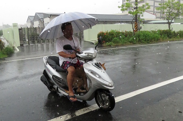 主人騎機車撐傘，人和狗都可以少淋一點雨。 蕭士塔/攝
