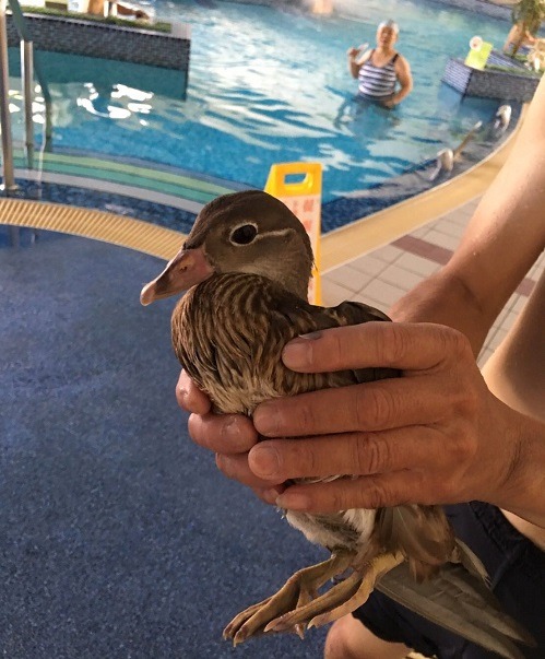 游泳池管理人員抓到鴛鴦，不似一般野鳥，擔心傷害到保育鳥類，所以向相關單位通報。  德光游泳池/提供
