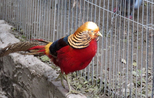 台南市動保處收容的金雞。蕭士塔/攝