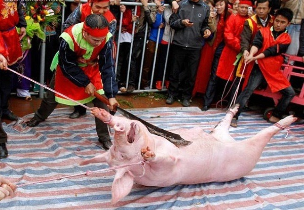 同樣是農曆初六，越南的殺豬酬神活動當街舉行，豬隻被大刀一剖為二，圍觀民眾面不改色。  取自網路
