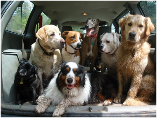 「當企圖挽救動物的生命時，允許陌生人進入他人的車輛。」田納西州這項法律規定，不知後續是否會有其他州跟進？   取自網路