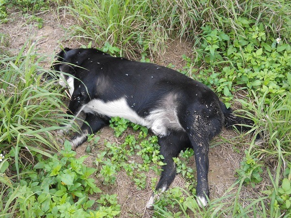 歸仁區納骨堂旁產業道路旁22日又發生犬隻疑似中毒案件，有兩隻狗死亡。 蕭士塔/攝