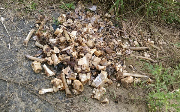 犬隻屍體旁有吃剩的豬腳、雞脖子夾雜不明粉狀物，疑似毒餌。 蕭士塔/攝