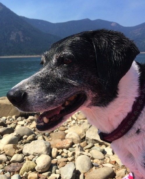 「狗狗延壽計畫」參與狗隻----乖巧的的母狗Zena。取自dogagingproject.com