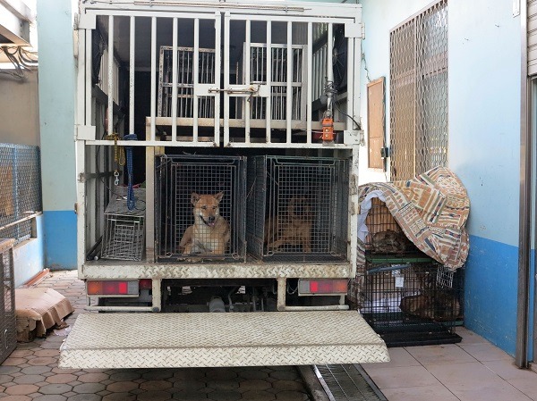 一車車的流浪狗被捕捉進收容所，動保處面臨嚴重的收容壓力，在在需要動保團體協助認養收容。蕭士塔/攝