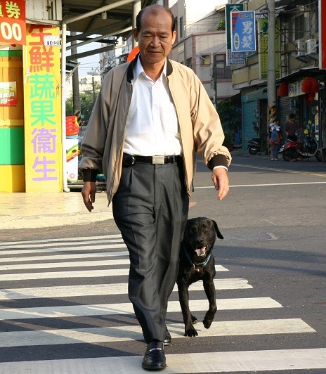 楊明風的愛犬「宅宅」會隨著行人在路口等號誌、走斑馬線，穿越馬路。  蕭士塔/攝