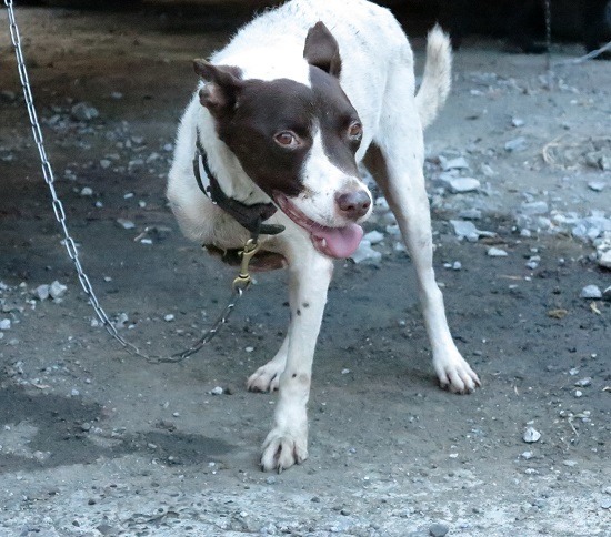 被車輛撞擊的犬隻，嚴重者死亡，輕者受傷殘廢。   蕭士塔/攝