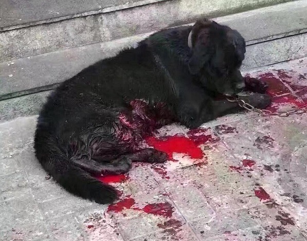 這隻黑色拉布拉多被斬斷四肢腳筋，鮮血直流，幸而被人花錢買下送醫救治。取自Guardians of Chinese Animal Protection 守護者