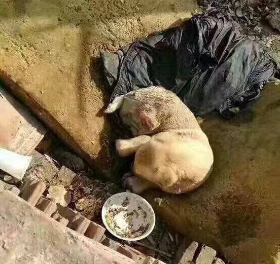 四肢被斬斷的狗，只能認命的等著屠刀來臨的那一天? 取自Guardians of Chinese Animal Protection 守護者