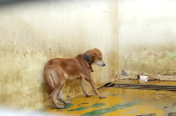 收容所裡，活在恐懼中的狗狗其實不少。這隻就連睡覺都不敢趴下，試問牠要如何在收容所中生存？ Sunny Junior /攝 (新屋收容所實景)