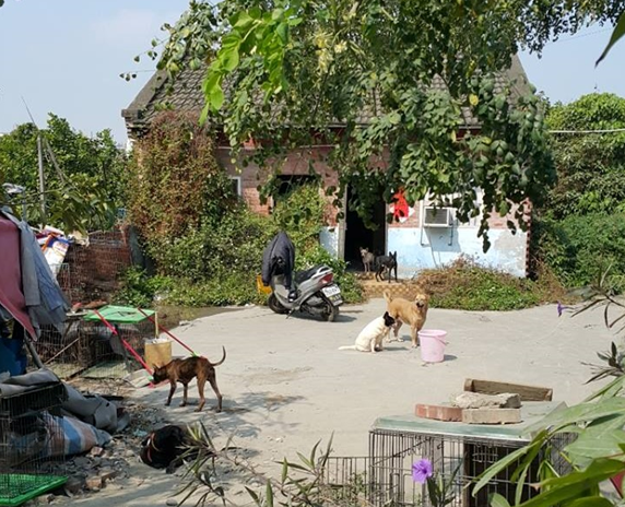 愛媽張淑華與收容毛孩同住在10坪大的平房，租屋處外面空地可供毛孩活動。　陳隨意/提供