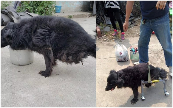透過台中后里「毛孩子的家」狗場大家長朱佳慧小姐的協助，「球球」有了輪椅輔助走路，目前球球還在努力適應中。　陳隨意/提供
