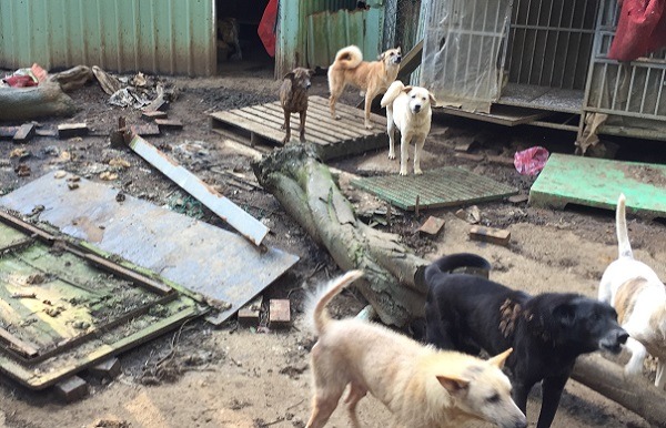 由世界聯合保護動物協會陳姓理事長經營的這處狗場，早有不良紀錄，新北市這次總計開罰24萬元。  新北動保處/提供