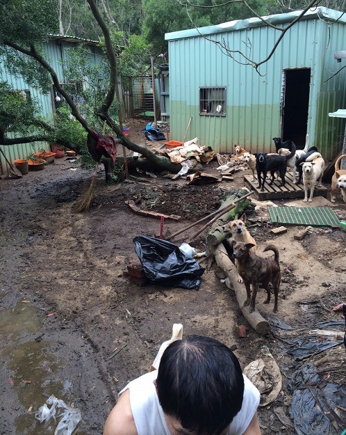 為讓狗場環境確實獲得改善，新北市動保處並祭出「連續罰」，派人持續到場察看。 新北市動保處/提供