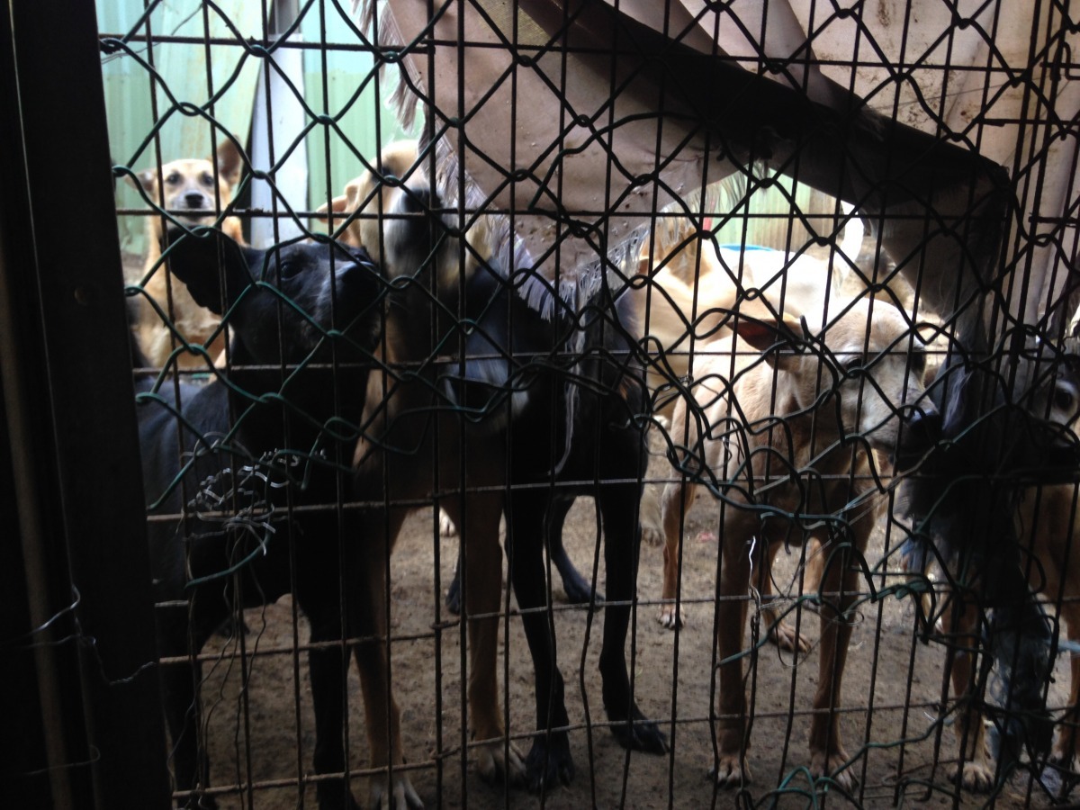 現場看到的22隻狗，健康情況尚可。新北市動保處/提供