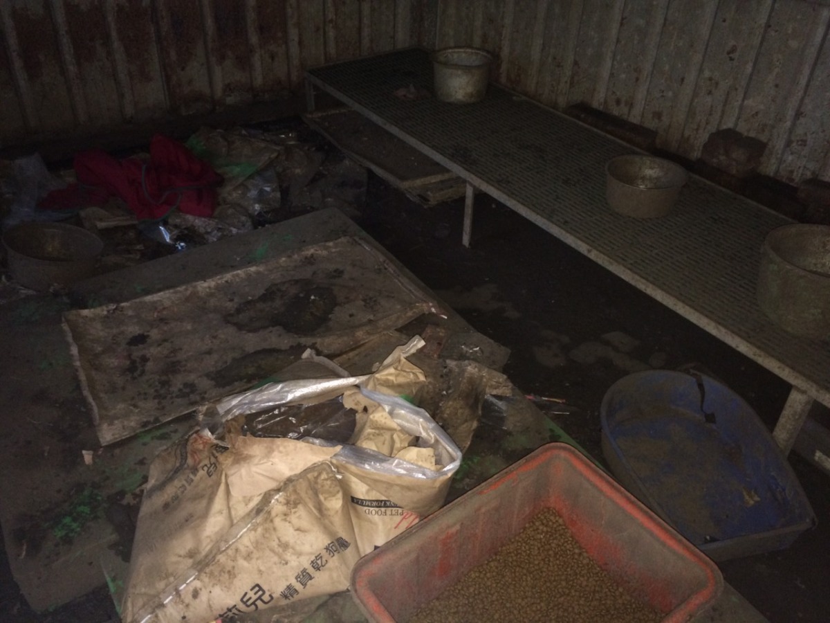 飼養環境髒亂不堪，完全不符動物福利。新北市動保處/提供