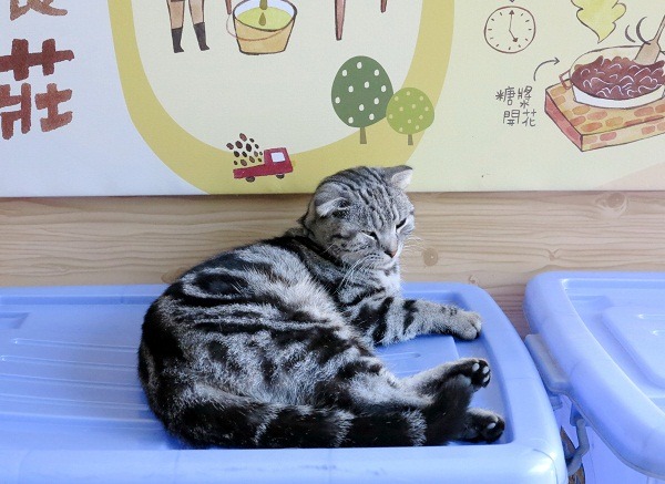 從都市搬到鄉下的折耳貓，一改嬌態，成了身強體壯的狩獵高手。  蕭士塔/攝