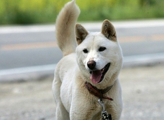 韓國國犬珍島犬已被英國育犬協會正式列入世界級名犬。   取自網路