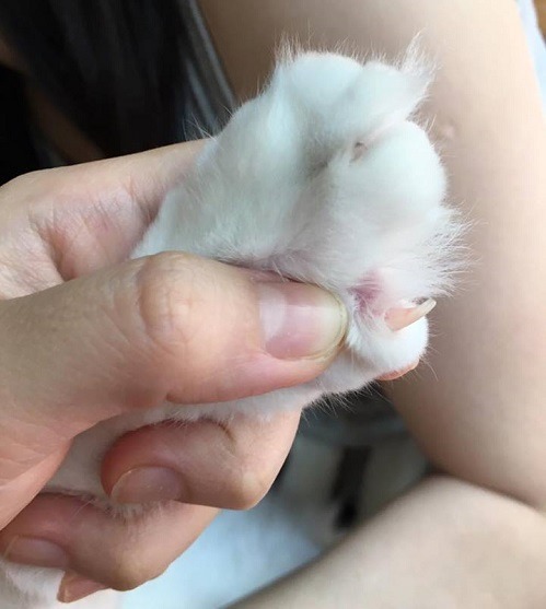 不慎剪到犬貓趾甲的血管時，確實有止血粉這種藥品。蕭士塔/攝