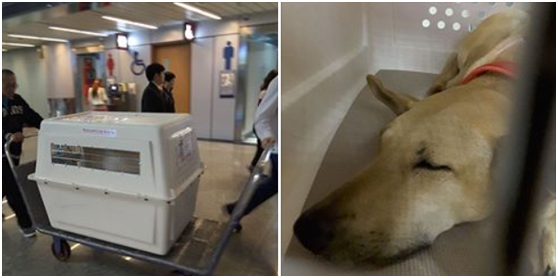 美好的未來在前方等候,紙片妹妹在運輸籠內完全熟睡。 武藤/提供