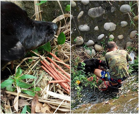 溝底水苔濕滑，增加救援的困難度，等到最佳時機才小心翼翼拿起P字鏈套上黑狗脖子，慢慢牽引到旁邊沒水的地方。 武藤/提供