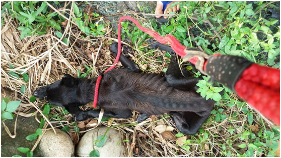 紙片黑狗兄瘦骨嶙峋，不知餓了多久，連站的力氣都沒有了。 武藤/提供