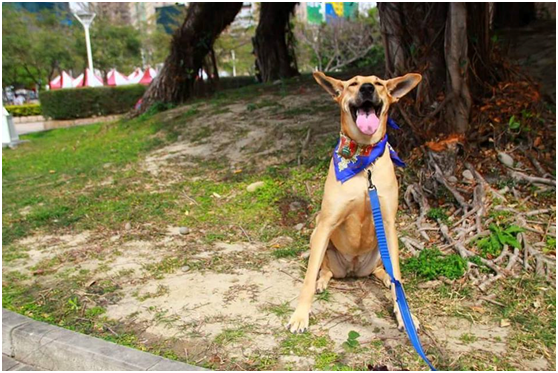 笑開懷的狗靚妹,能想像牠之前的紙片妹妹身形和遭遇嗎? 武藤/攝