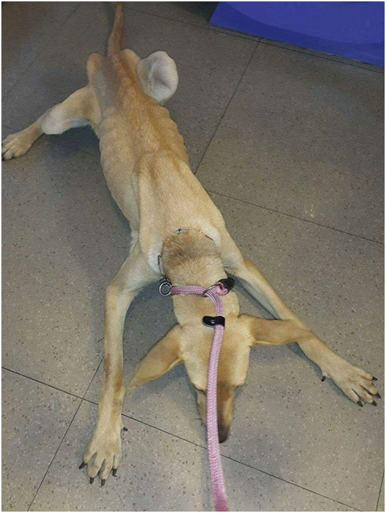 棲身檳榔攤,只吃麥片和路邊雜草,紙片妹妹因此瘦骨嶙峋。武藤/攝