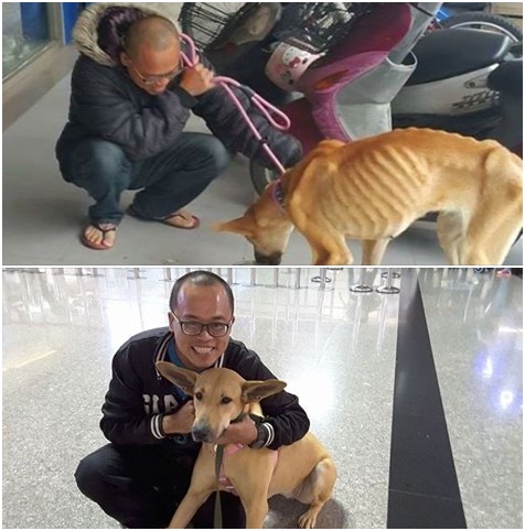 動保志工接力救援、醫療、照護、尋良人,讓紙片妹妹蛻變重生,飛往幸福!武藤/提供