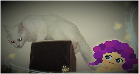 一位開業獸醫師表示，這類藥劑成分對狗也有威脅，超過安全劑量也會中毒，而貓因體內缺乏代謝非類固醇類止痛成分的酵素，對這類藥物格外敏感，即使只有微量，也很容易中毒。 瑭芯/攝