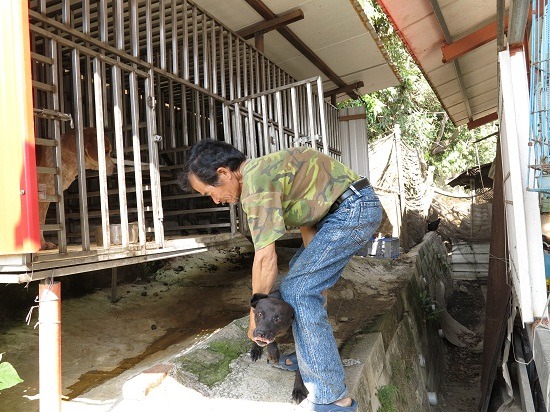 飼主在滅鼠週期間應嚴加管束犬隻外出。   蕭士塔/攝