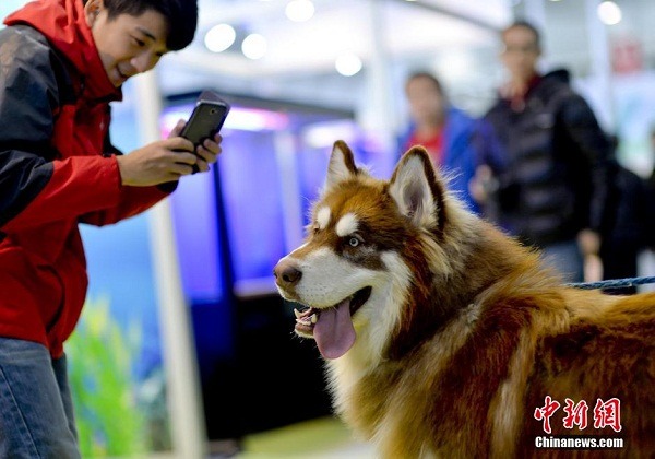 人口多、貓狗數量也多的的中國大陸市場,讓台灣寵物食品業者急欲敲開車。 /中新網