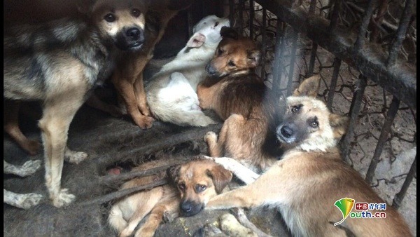 亞洲動物基金AAF官網上PO出，由中國青年網記者做的中國狗肉產業鏈專題報導，指出所謂的「肉狗」就是流浪狗和寵物犬。 取自網路